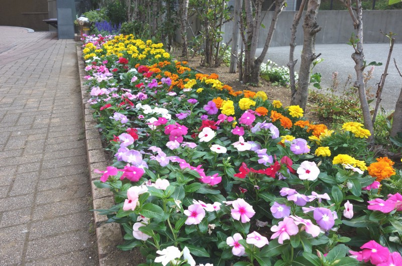 No 245 花壇を彩る花々 東京ベイスクエアプリズム公式ホームページ
